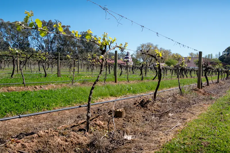Rows of vines in a central Victorian vineyard